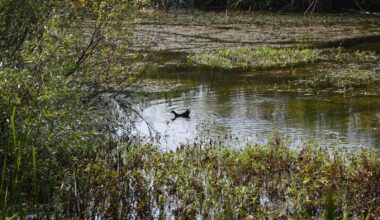 blue eye of slavonia