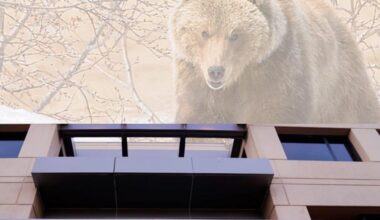 The Kremlin’s Bears Strike DNC, DCCC