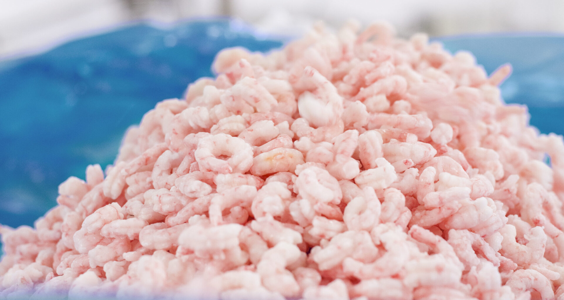 CFSE 2025 day 1 recap: Norway captures 27% of China's coldwater shrimp market; Tilapia prices show signs of rebound