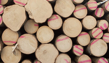 In August, price for logs exported from Lithuania dips 3%