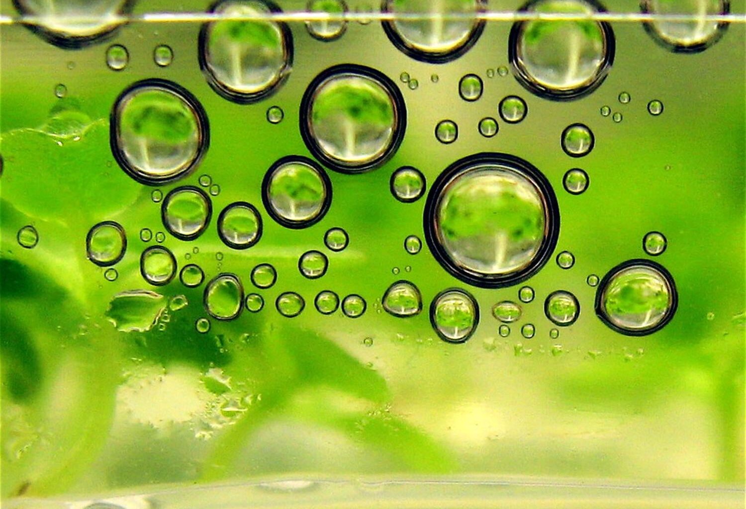 Biofuels Globally Emit More CO2 Than The Fossil Fuels They Replace — Study - CleanTechnica