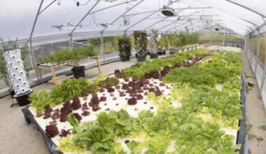 One of the first sustainable production greenhouses in Luxembourg at Horizon Farms, Greiveldange, owned by Fësch Haff.