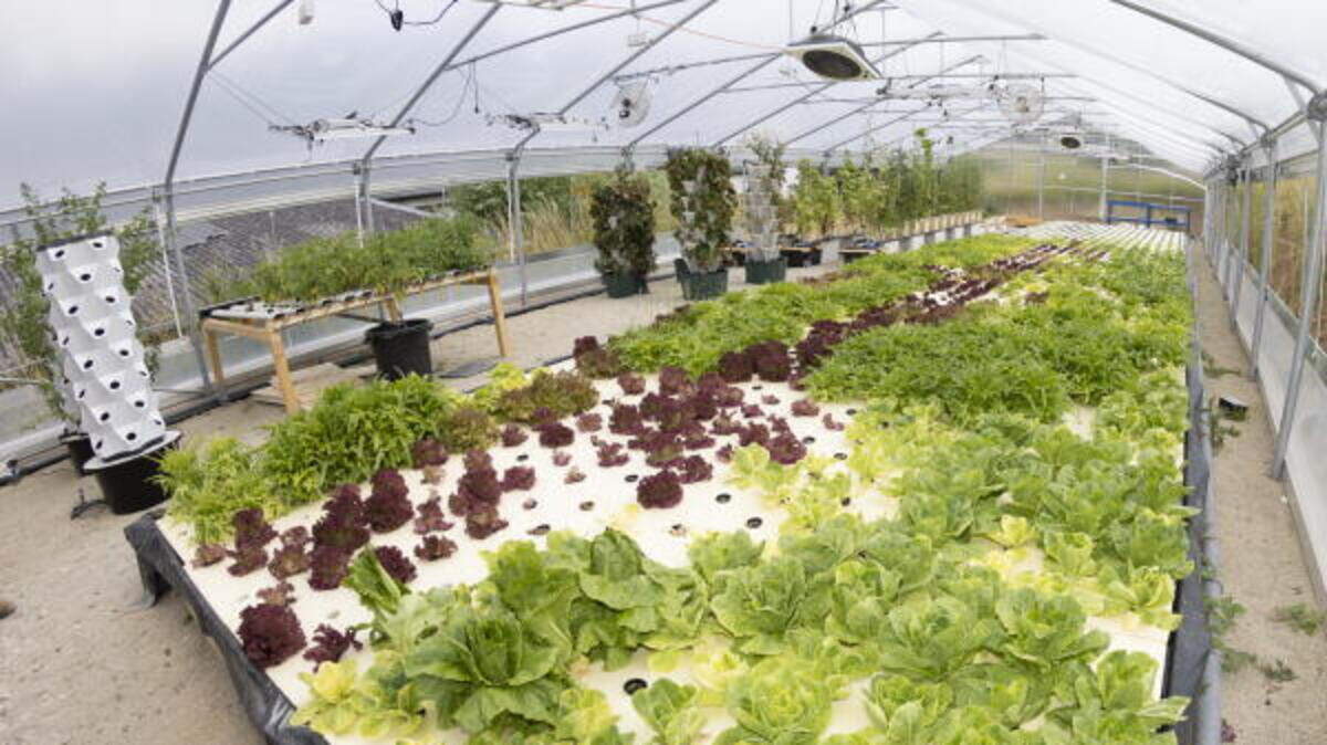 One of the first sustainable production greenhouses in Luxembourg at Horizon Farms, Greiveldange, owned by Fësch Haff.