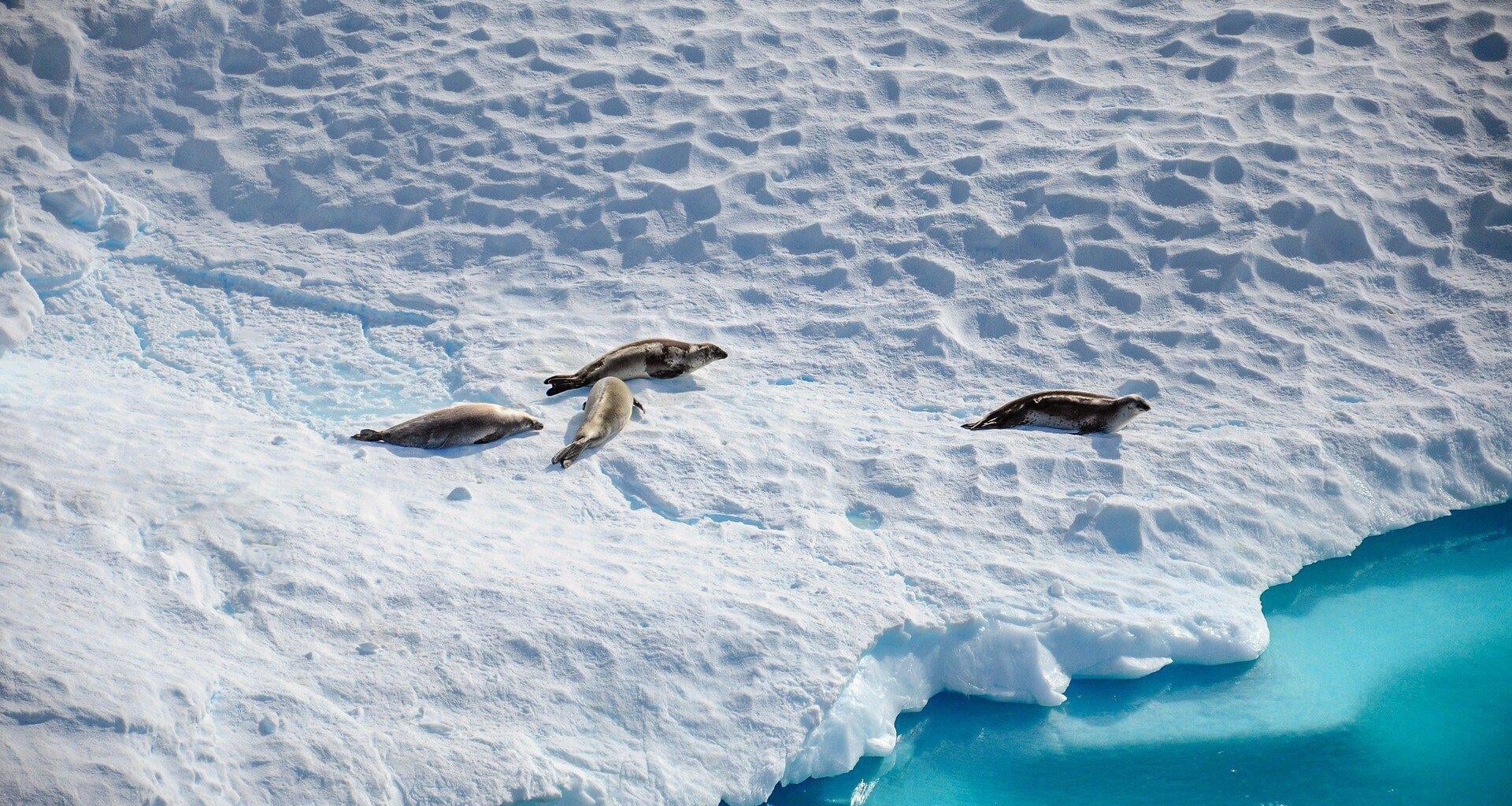 The planet's warming climate is having effects in Antarctica that increasingly resemble those observed in the Arctic, meaning global sea levels could rise faster than previously predicted. "Antarctica has long been considered more stable than the Arctic. But today, the picture has changed"