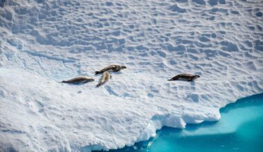 The planet's warming climate is having effects in Antarctica that increasingly resemble those observed in the Arctic, meaning global sea levels could rise faster than previously predicted. "Antarctica has long been considered more stable than the Arctic. But today, the picture has changed"