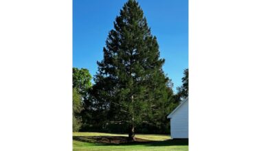 A majestic Norway spruce from upstate New York chosen as Rockefeller Center Christmas Tree