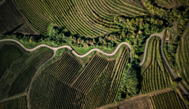 Wines of Hungary renews campaign in China and South Korea