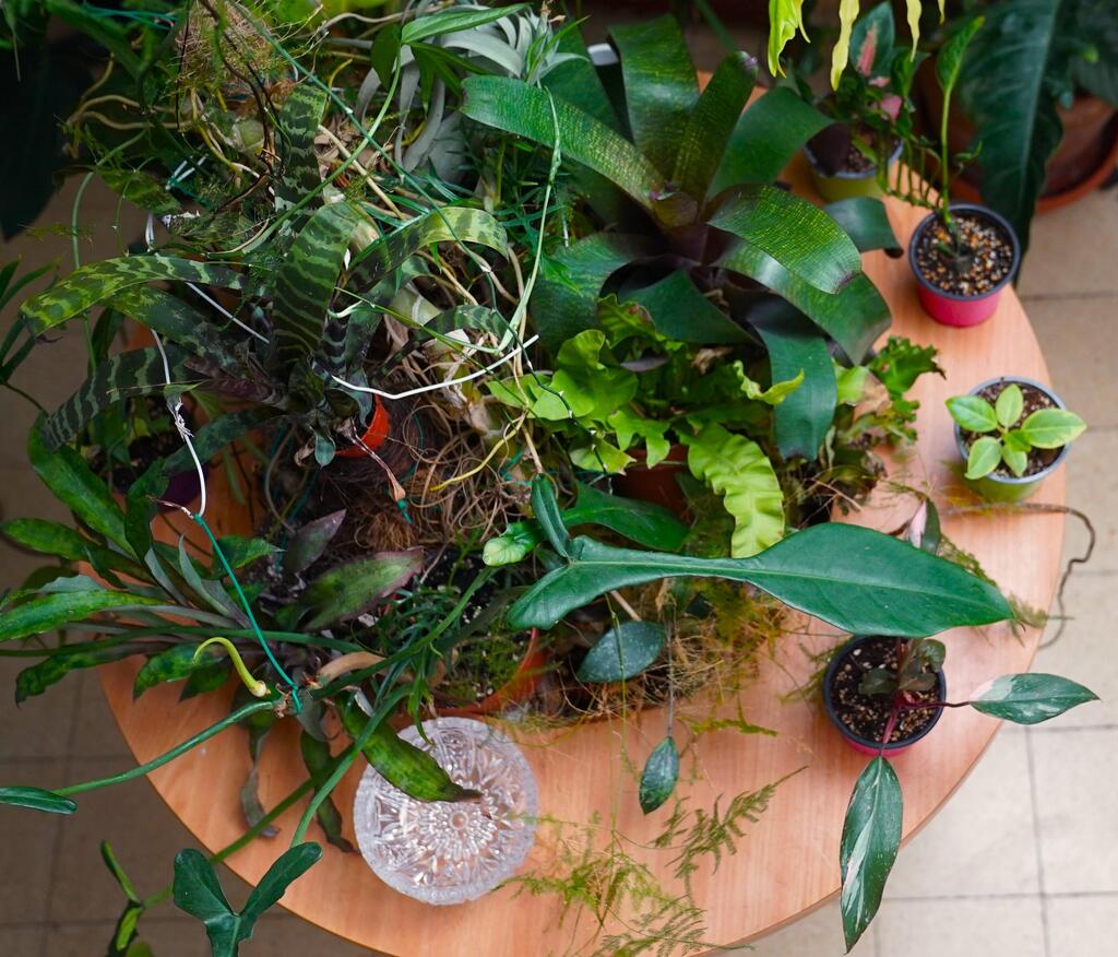 שפע של צמחים בדירה בשכונת שפירא