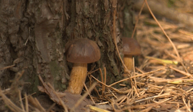 Príznaky po nejedlých i jedovatých hubách môžu byť rovnaké