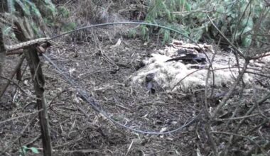 North Wales Police investigation launched after snares found set next to Ruabon Moor, two years after ban