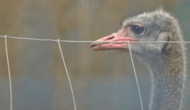 Edgewood farm’s veterinarian authorized to check on sick ostrich, no testing permitted