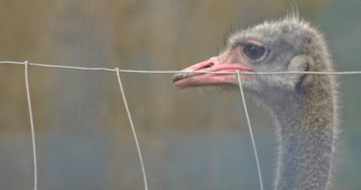 Edgewood farm’s veterinarian authorized to check on sick ostrich, no testing permitted