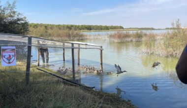 Suelta cerceta pardilla Balsa Melendo - LEBRIJA (5)