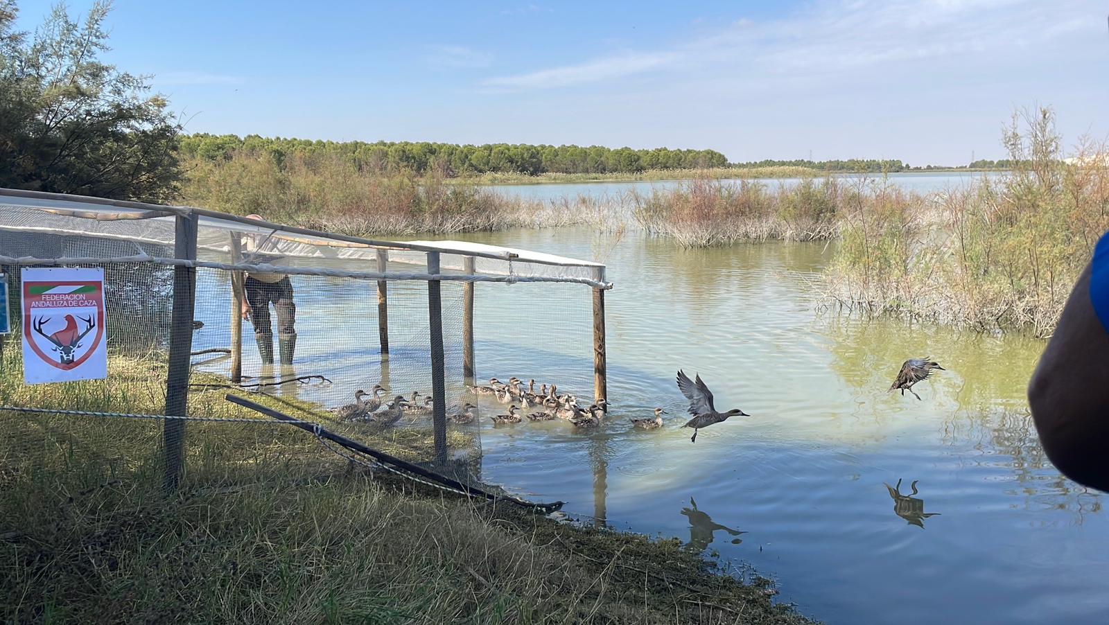 Suelta cerceta pardilla Balsa Melendo - LEBRIJA (5)