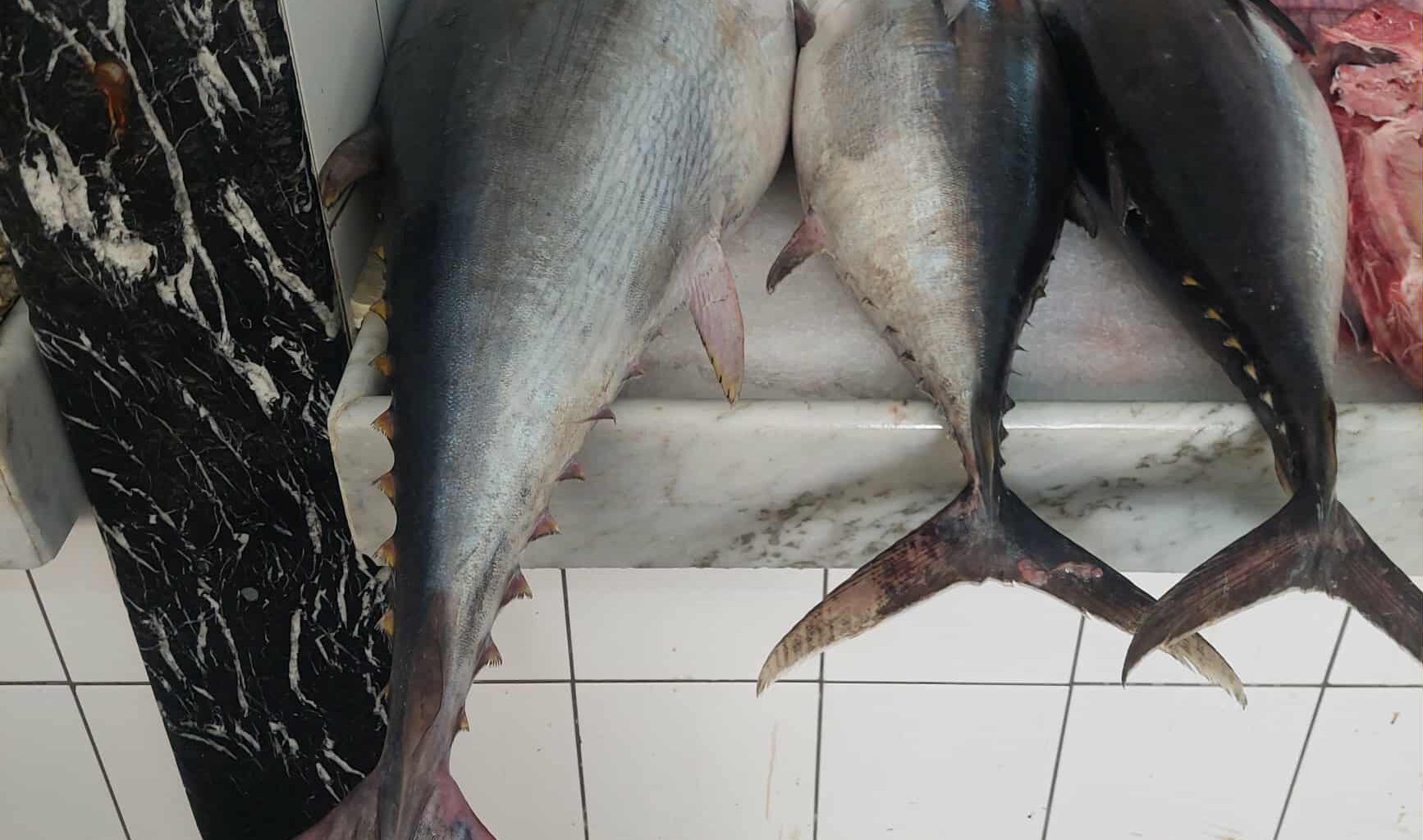 First joint Italian Libyan company to export fish to European markets launched