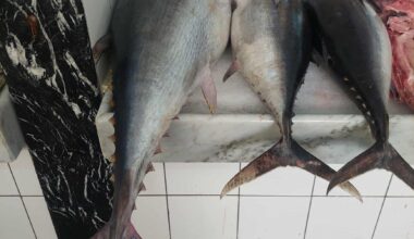 First joint Italian Libyan company to export fish to European markets launched
