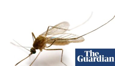 Mosquitoes found in Iceland for first time as climate crisis warms country | Three specimens discovered in what was previously one of the only places in the world without the insects