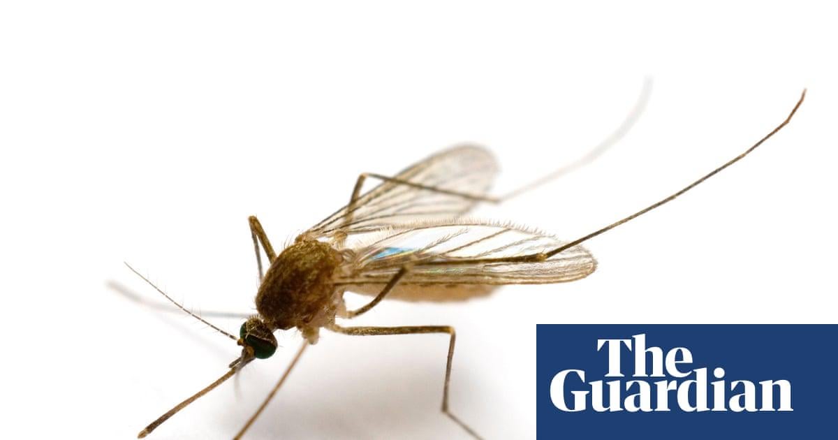 Mosquitoes found in Iceland for first time as climate crisis warms country | Three specimens discovered in what was previously one of the only places in the world without the insects