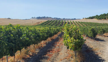 La producción estimada de vino en 2025 cae (-15 %) en España, pero sube en Italia (8 %) y Francia (2 %)