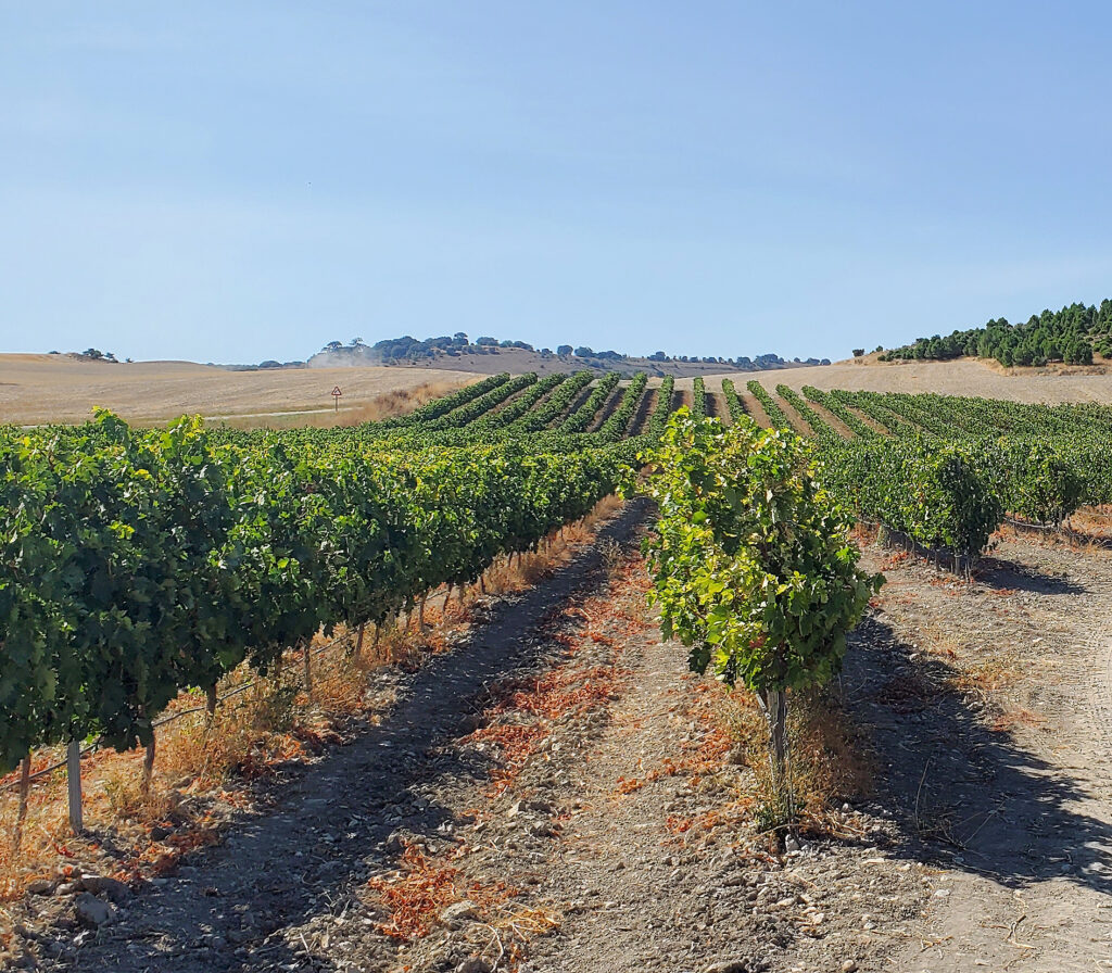 La producción estimada de vino en 2025 cae (-15 %) en España, pero sube en Italia (8 %) y Francia (2 %)