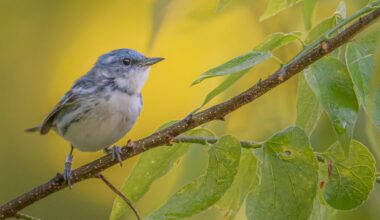 Leading with Solutions that Center Birds and People at Climate Week