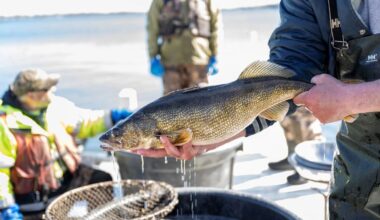 Fishing had a greater impact on most fish populations studied in Wisconsin and Minnesota. Researchers analyzed eight fish species, including walleye. Photo courtesy of the Wisconsin DNR