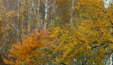 Colder weather expected in Latvia over the weekend – temperatures may drop to -4°C, with possible sleet