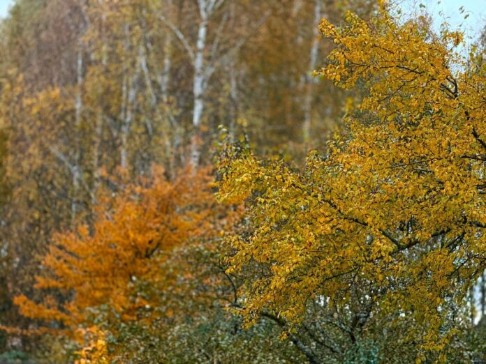 Colder weather expected in Latvia over the weekend – temperatures may drop to -4°C, with possible sleet