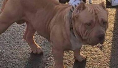 Family asked to leave Welsh caravan park because of their dog's breed