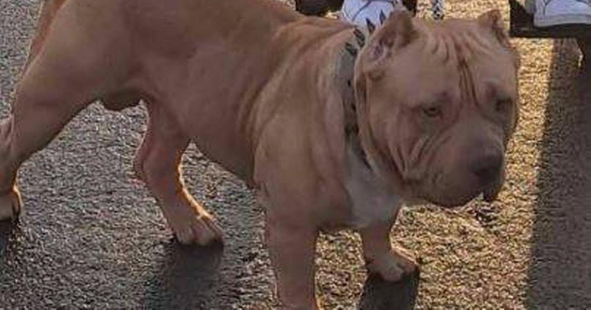 Family asked to leave Welsh caravan park because of their dog's breed