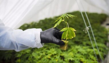 Will Canada lead or lag as the international market opens up for medical cannabis?