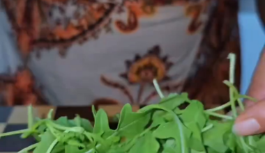 Average Italian food