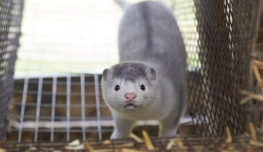 Tidligere vestjysk minkavler trækker 95 mio. i udbytte efter erstatning