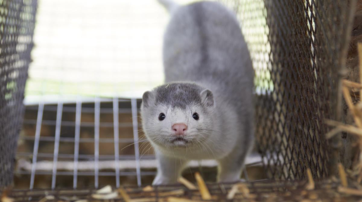 Tidligere vestjysk minkavler trækker 95 mio. i udbytte efter erstatning