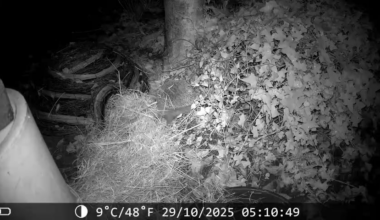 Giv pindsvinene ro til at bygge reder - de er i fuld gang lige nu