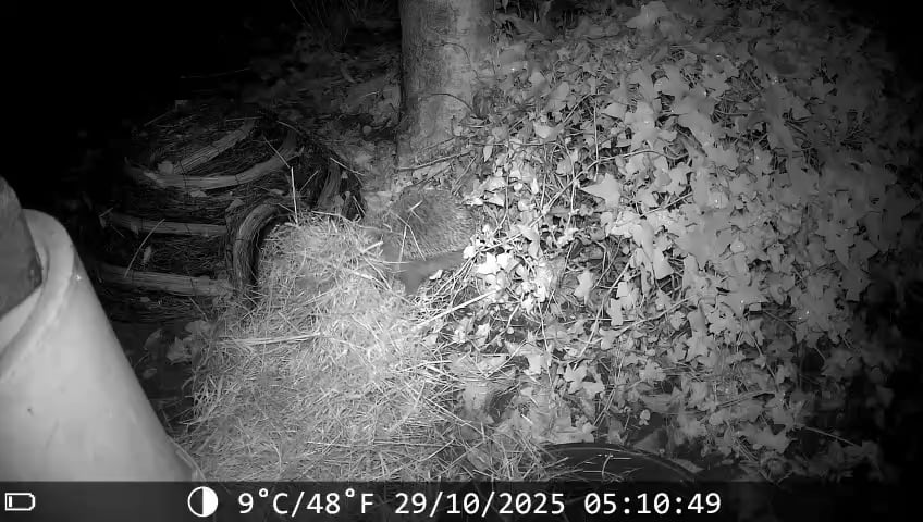 Giv pindsvinene ro til at bygge reder - de er i fuld gang lige nu