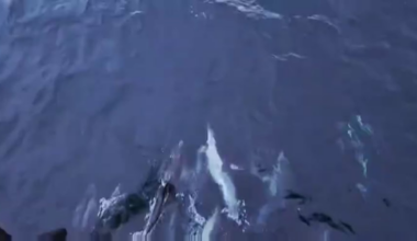 Dolphins doing their thing.