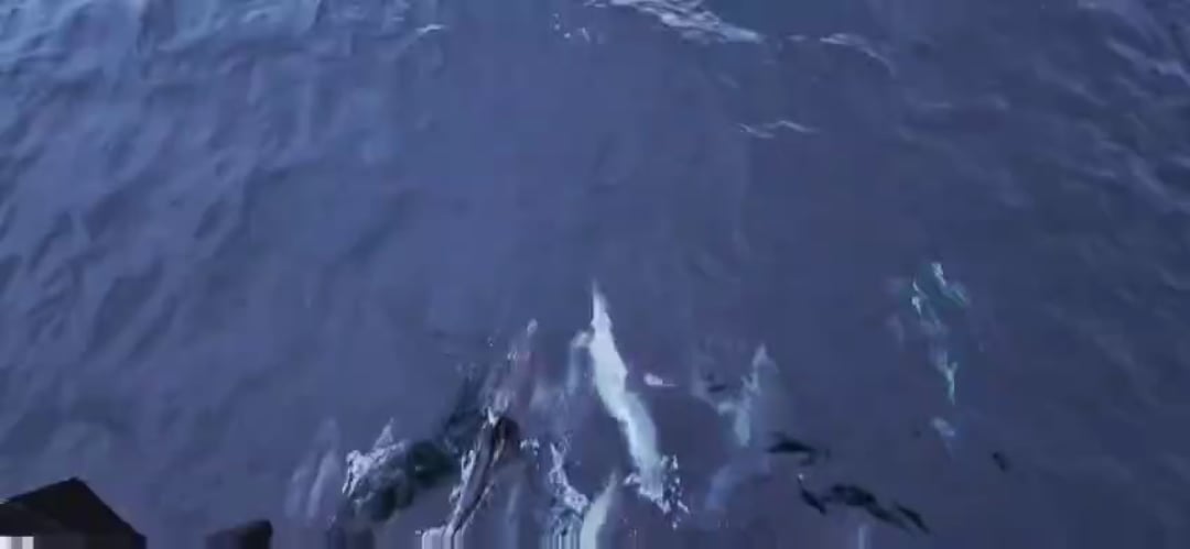 Dolphins doing their thing.