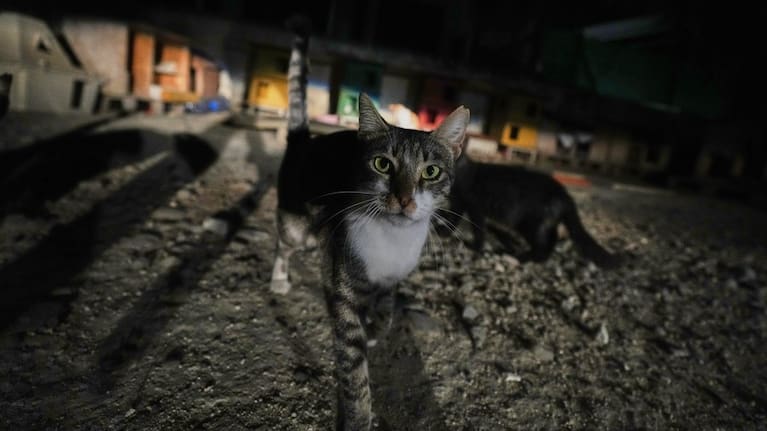 A cat is seen at a park in the Lakatamia area.