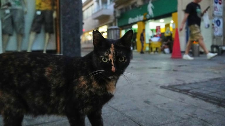 A cat is seen in Cyprus.
