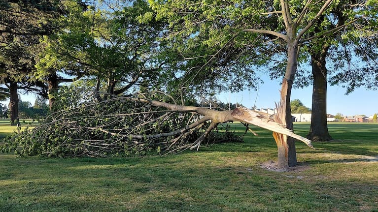 A tree split in Ashburton Domain.