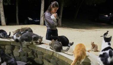 Mediterranean island nation overrun by a million wild cats