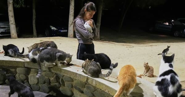 Mediterranean island nation overrun by a million wild cats