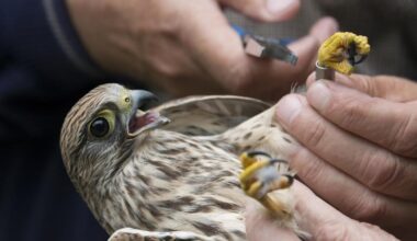 Government relaxes law on bird ringing, removes exclusive BirdLife involvement
