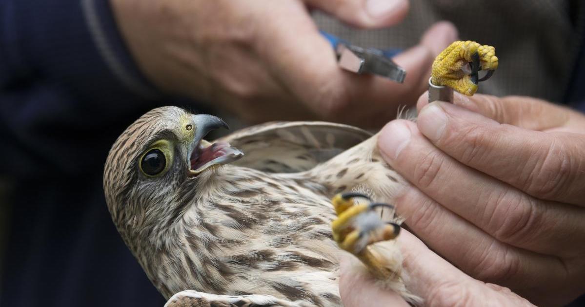 Government relaxes law on bird ringing, removes exclusive BirdLife involvement