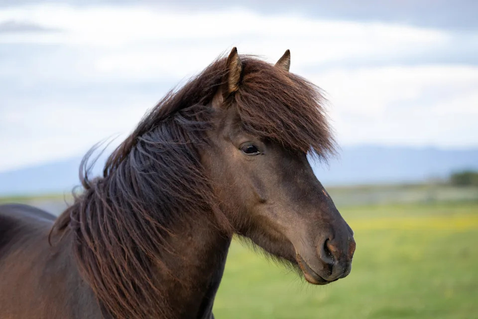 Close-up view of brown Icelandic horse.