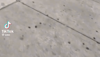 Video shows a Border Patrol agent restraining a man who says he's a US citizen outside a Chicago Walgreens store. The incident happened after a Border Patrol vehicle collided with an SUV during an immigration enforcement operation on Tuesday. CNN has reached out to DHS for comment on the incident.