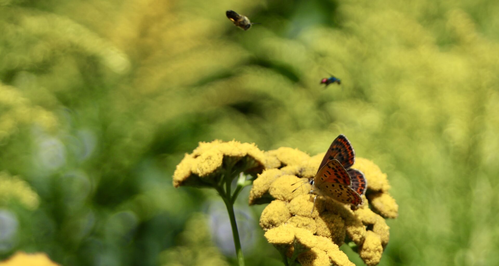 Holt mir den Sommer zurück!