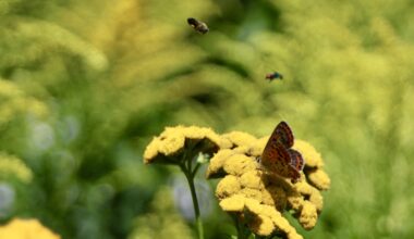 Holt mir den Sommer zurück!