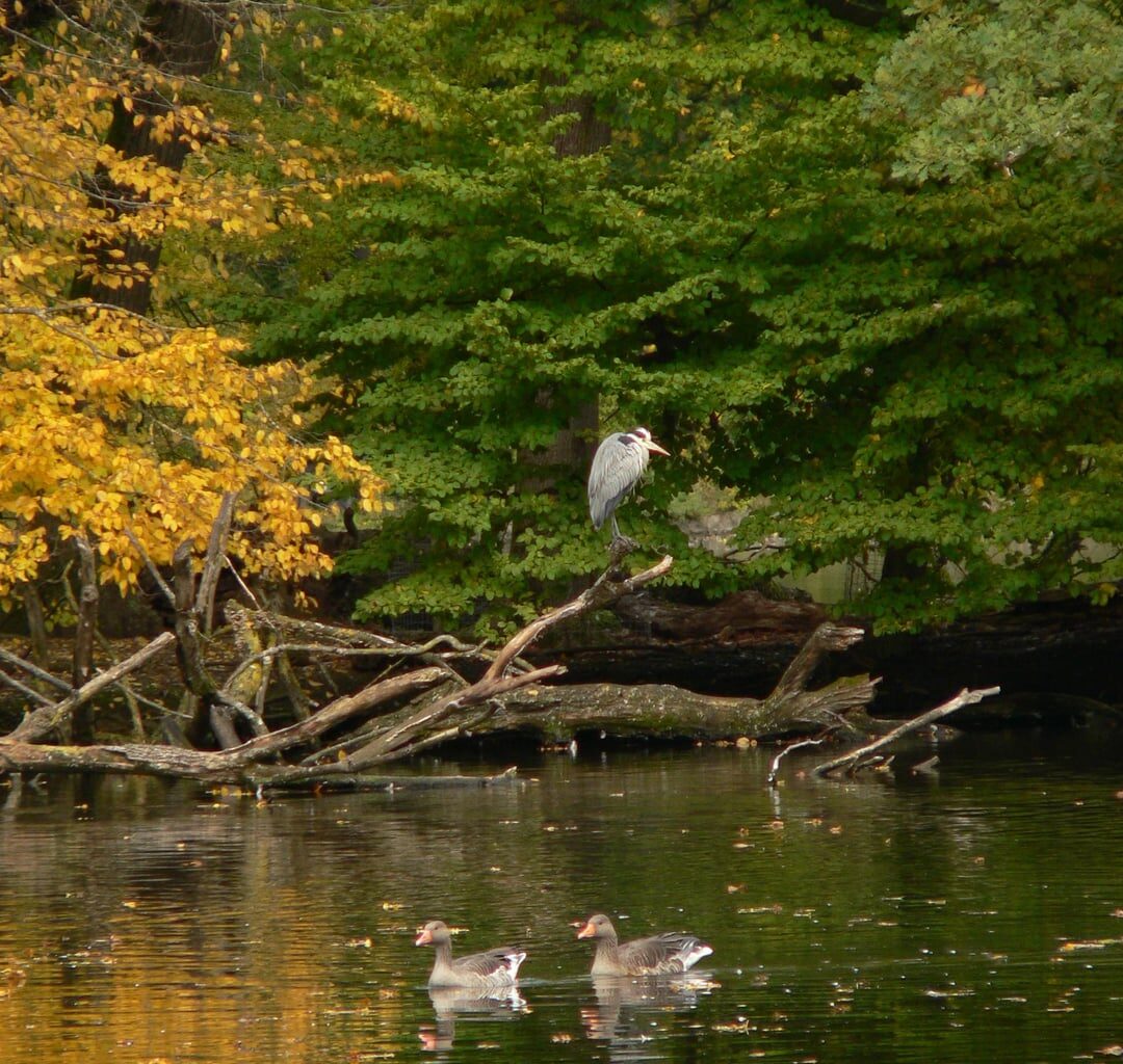 Graureiher im Schlosspark Nymphenburg